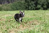 BOSTON TERRIER 109